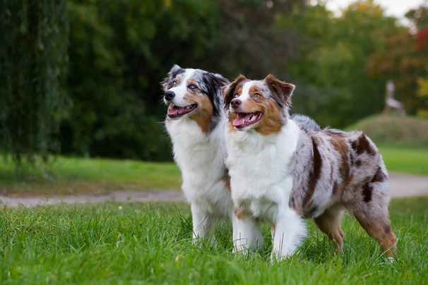 Australian shepherd allergy store sufferers