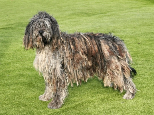Bergamasco Dogs Breed | Facts, Information and Advice | Pets4Homes