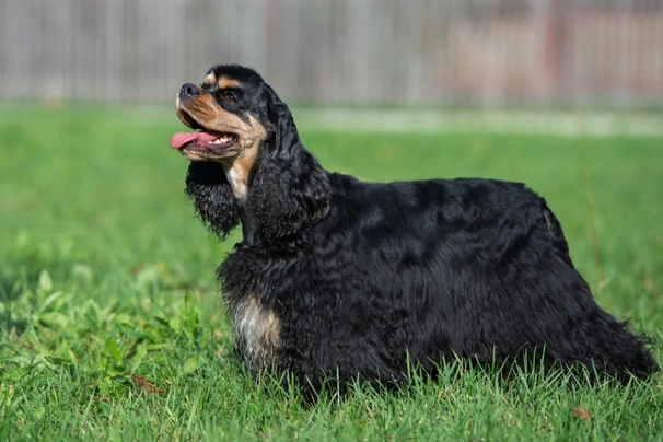 American Cocker Spaniel Dogs Breed - Information, Temperament, Size ...