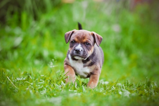 Stafordšírský bulteriér Dogs Informace - velikost, povaha, délka života & cena | iFauna