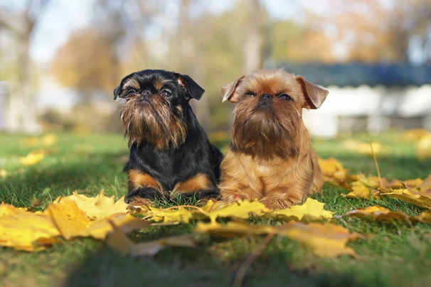 Grifonek bruselský Dogs Informace - velikost, povaha, délka života & cena | iFauna