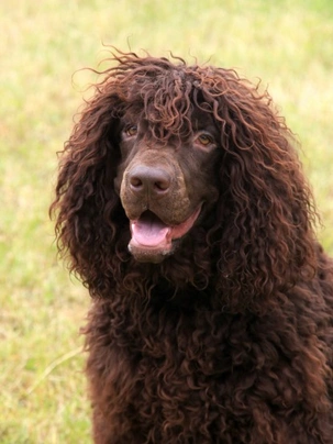 Irish water spaniel store breeders near me