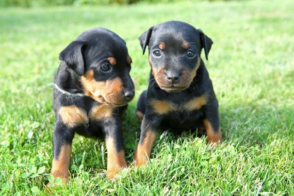 Dwergpinscher Dogs Ras: Karakter, Levensduur & Prijs | Puppyplaats