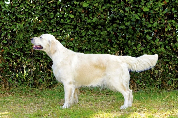 Golden Retriever Dogs Razza - Prezzo, Temperamento & Foto | AnnunciAnimali