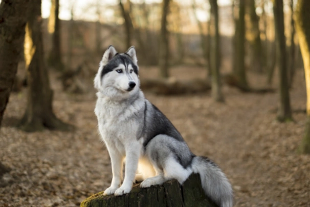 Siberian Husky Dogs Razza - Prezzo, Temperamento & Foto | AnnunciAnimali