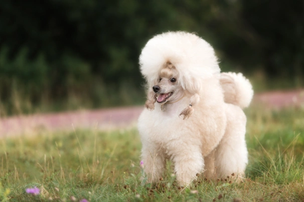 Poodle dog hot sale cost