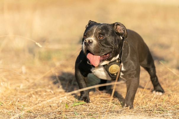 American Bully Dogs Plemeno / Druh: Povaha, Délka života & Cena | iFauna