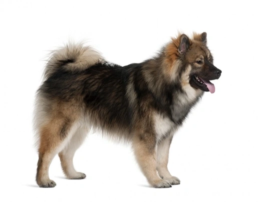 Eurasier Dogs Razza - Prezzo, Temperamento & Foto | AnnunciAnimali