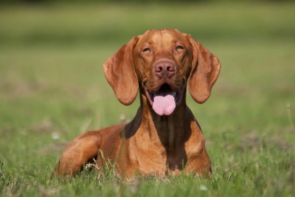 Vizsla Dogs Raza - Características, Fotos & Precio | MundoAnimalia