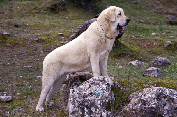 Španělský mastin Dogs Plemeno / Druh: Povaha, Délka života & Cena | iFauna
