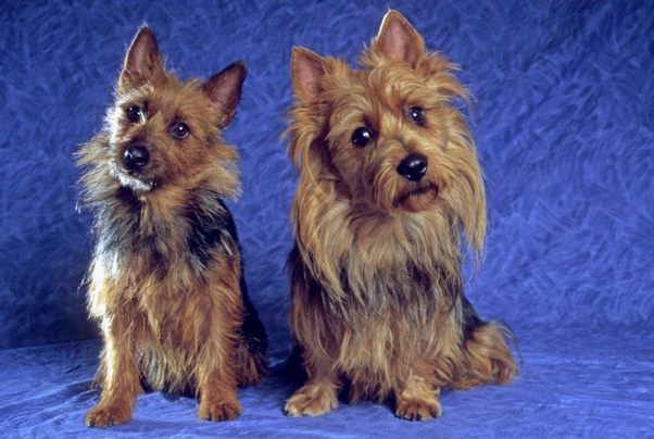 Australian Terrier Dogs Breed - Information, Temperament, Size & Price | Pets4Homes