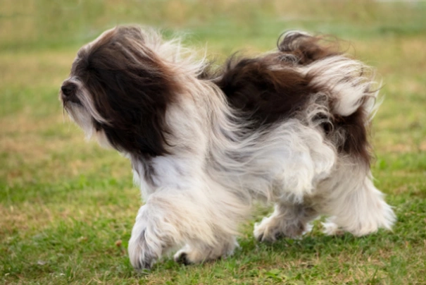 Polish Lowland Sheepdog Dogs Breed - Information, Temperament, Size & Price | Pets4Homes