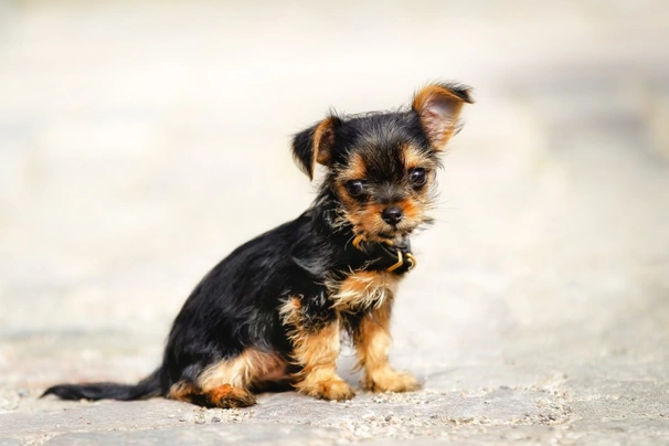 Chorkie pups for cheap sale near me