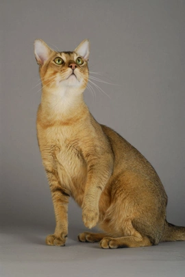 Chausie Cats Informace - velikost, povaha, délka života & cena | iFauna