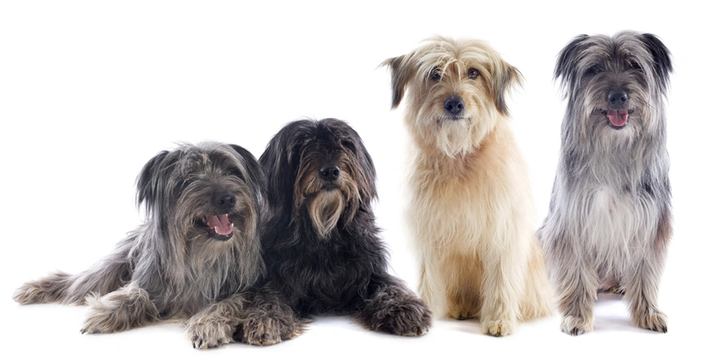 Pyrenean Sheepdog Dogs Breed - Information, Temperament, Size & Price | Pets4Homes