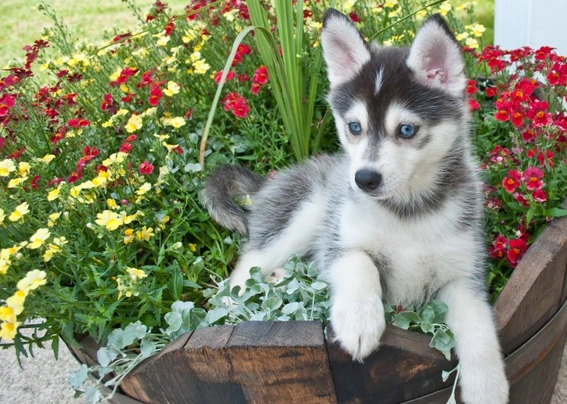 Pomsky hot sale puppy cost