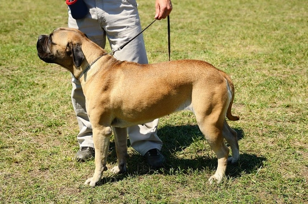 Bullmastiff Dogs Razza - Prezzo, Temperamento & Foto | AnnunciAnimali