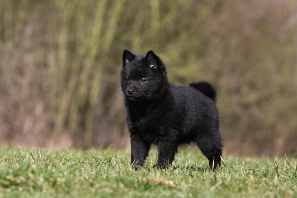 Schipperke Dogs Breed - Information, Temperament, Size & Price | Pets4Homes