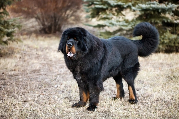 Tibetská doga Dogs Informace - velikost, povaha, délka života & cena | iFauna