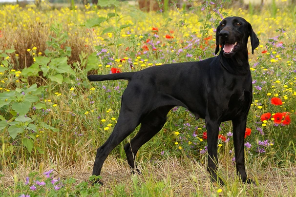 Black german shorthaired deals pointer