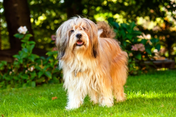 Tibetan terrier for store sale near me