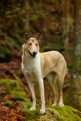 Kolie krátkosrstá Dogs Informace - velikost, povaha, délka života & cena | iFauna