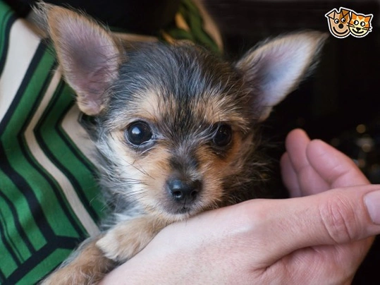 Chorkie Dogs Breed | Facts, Information and Advice | Pets4Homes