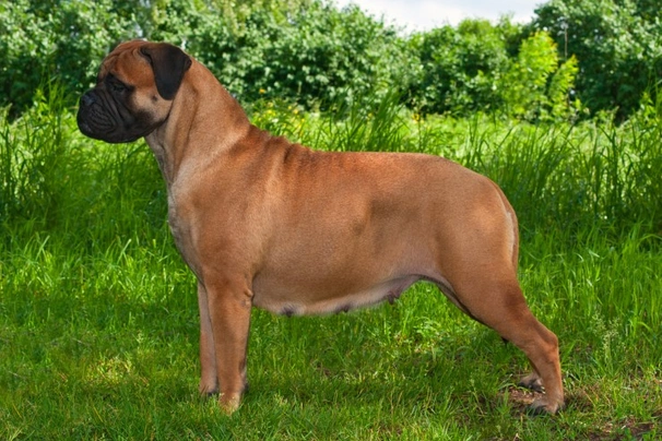 Bullmastiff Dogs Ras: Karakter, Levensduur & Prijs | Puppyplaats