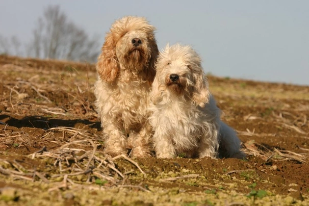 Basset Griffon Vendeen Dogs Breed | Facts, Information and Advice | Pets4Homes