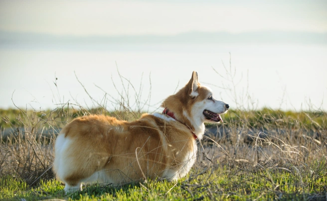 Welsh Corgi Pembroke Dogs Breed - Information, Temperament, Size & Price | Pets4Homes