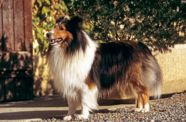 Perro Pastor de las Shetland Dogs Raza - Características, Fotos & Precio | MundoAnimalia