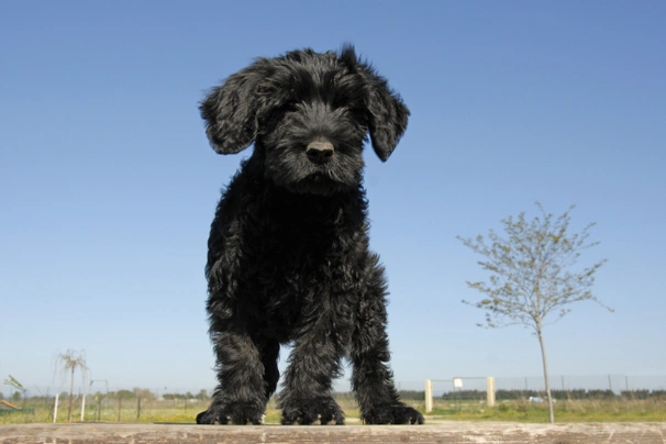 Portuguese water dog store border collie mix