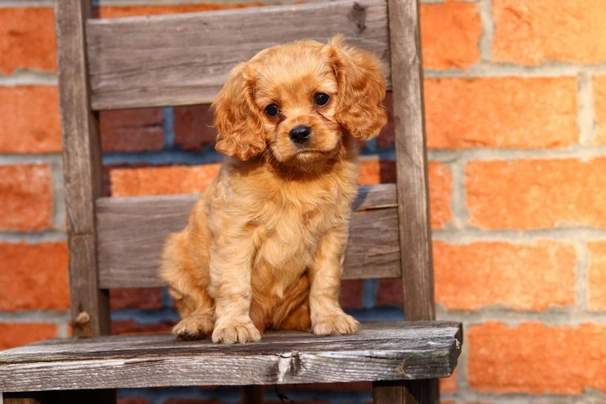 Cavapoo Dogs Breed | Facts, Information and Advice | Pets4Homes