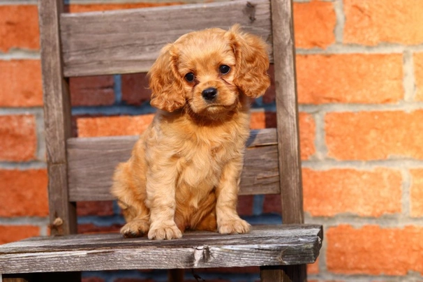 Cavapoo looks more like sales cavalier