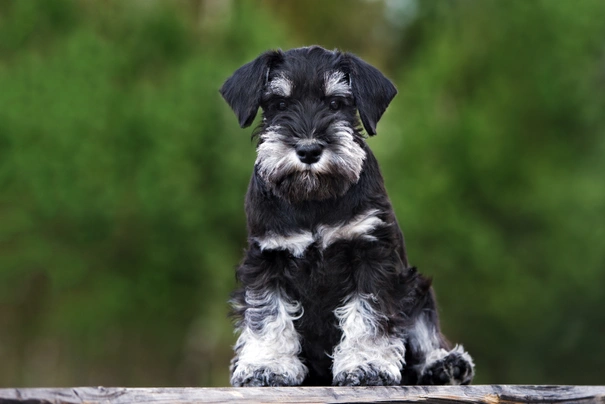 Schnauzer Miniatura Dogs Raza - Características, Fotos & Precio | MundoAnimalia