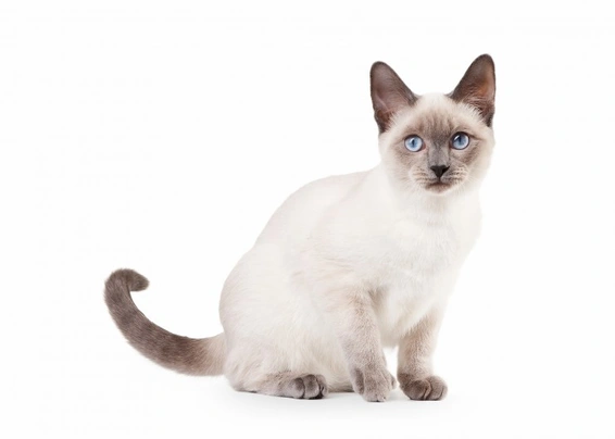 Siamese Thai Cats Razza - Prezzo, Temperamento & Foto | AnnunciAnimali