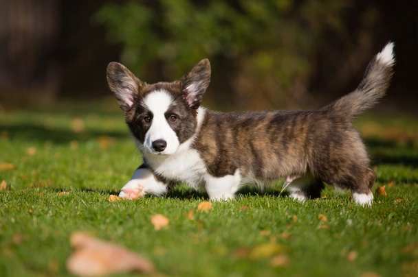 Welsh Corgi Cardigan Dogs Raza - Características, Fotos & Precio | MundoAnimalia