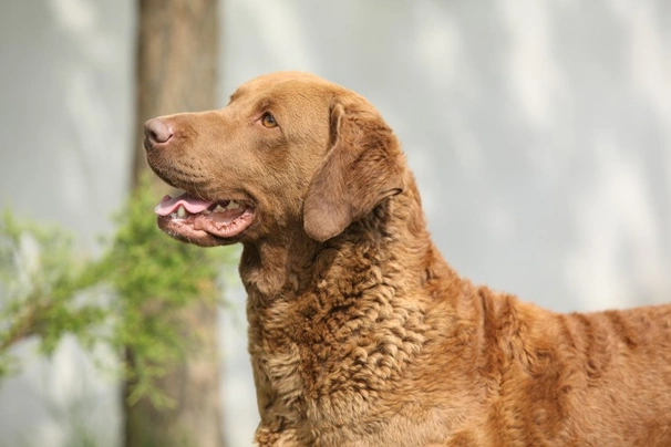 Chesapeake Bay retrívr Dogs Plemeno / Druh: Povaha, Délka života & Cena | iFauna