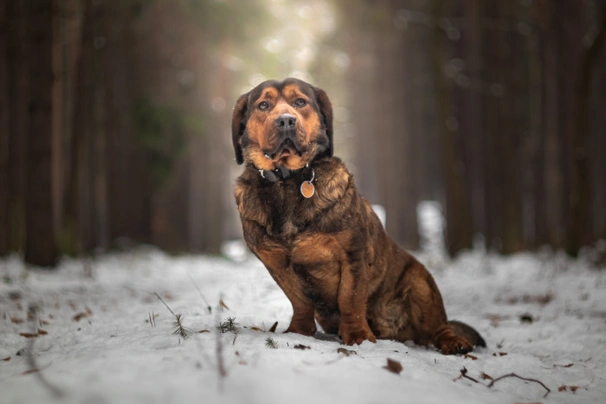Alpský jezevčíkovitý brakýř Dogs Informace - velikost, povaha, délka života & cena | iFauna