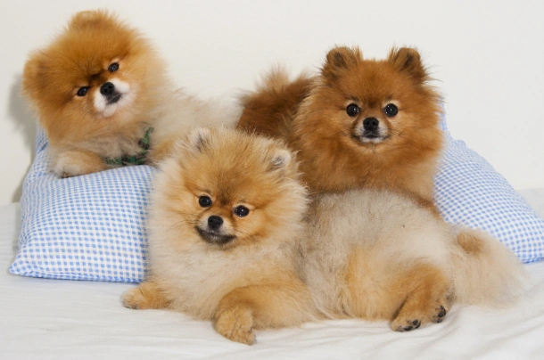 Pomeranian Dogs Breed - Information, Temperament, Size & Price | Pets4Homes