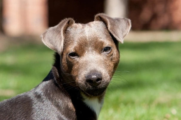 Patterdale Terrier Dogs Razza - Prezzo, Temperamento & Foto | AnnunciAnimali