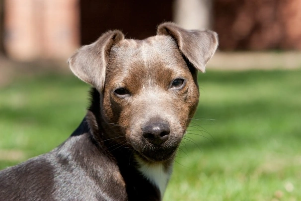 Mini cheap patterdale terrier