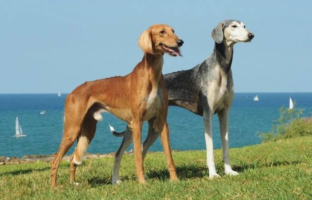 Saluki Dogs Ras: Karakter, Levensduur & Prijs | Puppyplaats