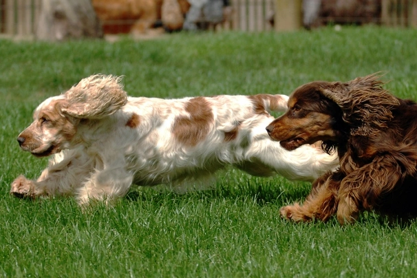 Engelse Cocker Spaniel Dogs Ras: Karakter, Levensduur & Prijs | Puppyplaats