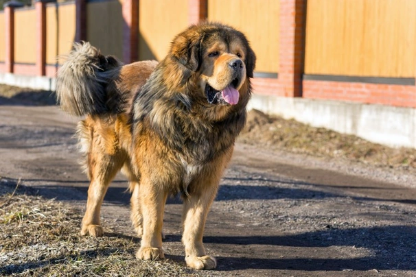 Tibetan Mastiff Dogs Razza - Prezzo, Temperamento & Foto | AnnunciAnimali