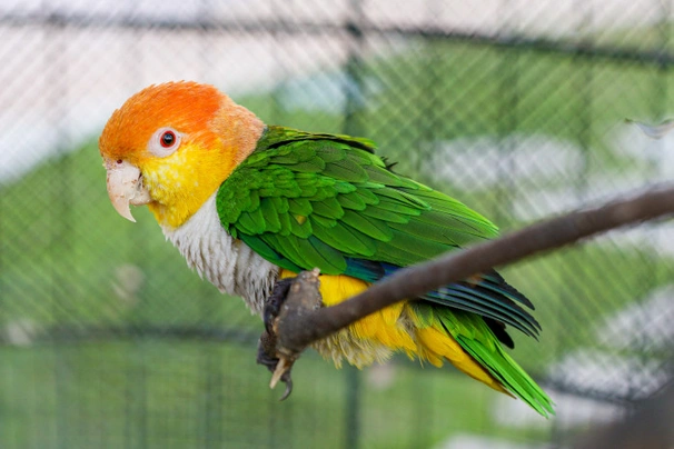 Amazónek bělobřichý Birds Informace - velikost, povaha, délka života & cena | iFauna