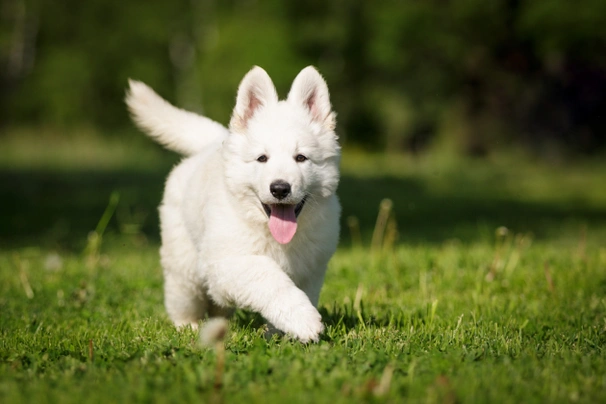 Bílý švýcarský ovčák Dogs Informace - velikost, povaha, délka života & cena | iFauna