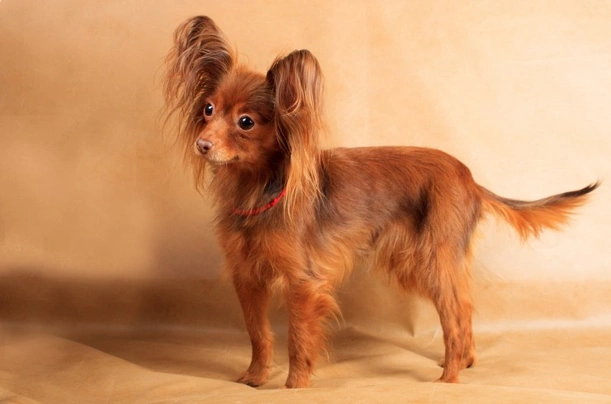 Russian Toy Terrier Dogs Breed - Information, Temperament, Size & Price | Pets4Homes