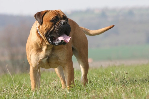 Bullmastiff Dogs Raza - Características, Fotos & Precio | MundoAnimalia