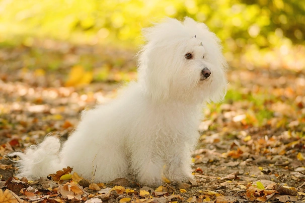 Bichon best sale bolognese dog